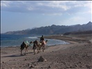 Trotting back to Dahab